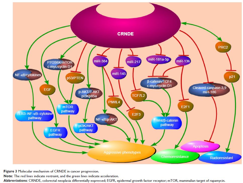 Figure 3 Molecular mechanism of CRNDE in cancer progression.