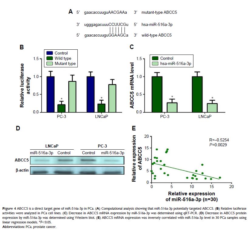 Figure 4 ABCC5 is a direct target gene of miR-516a-3p in PCa...