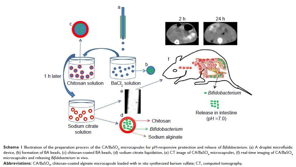 Scheme 1 Illustration of the preparation process of the CA /BaSO4 microcapsules for...