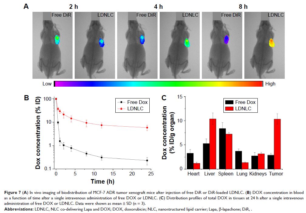 Figure 7 (A) In vivo imaging of biodistribution of MCF-7 ADR tumor xenograft mice after...