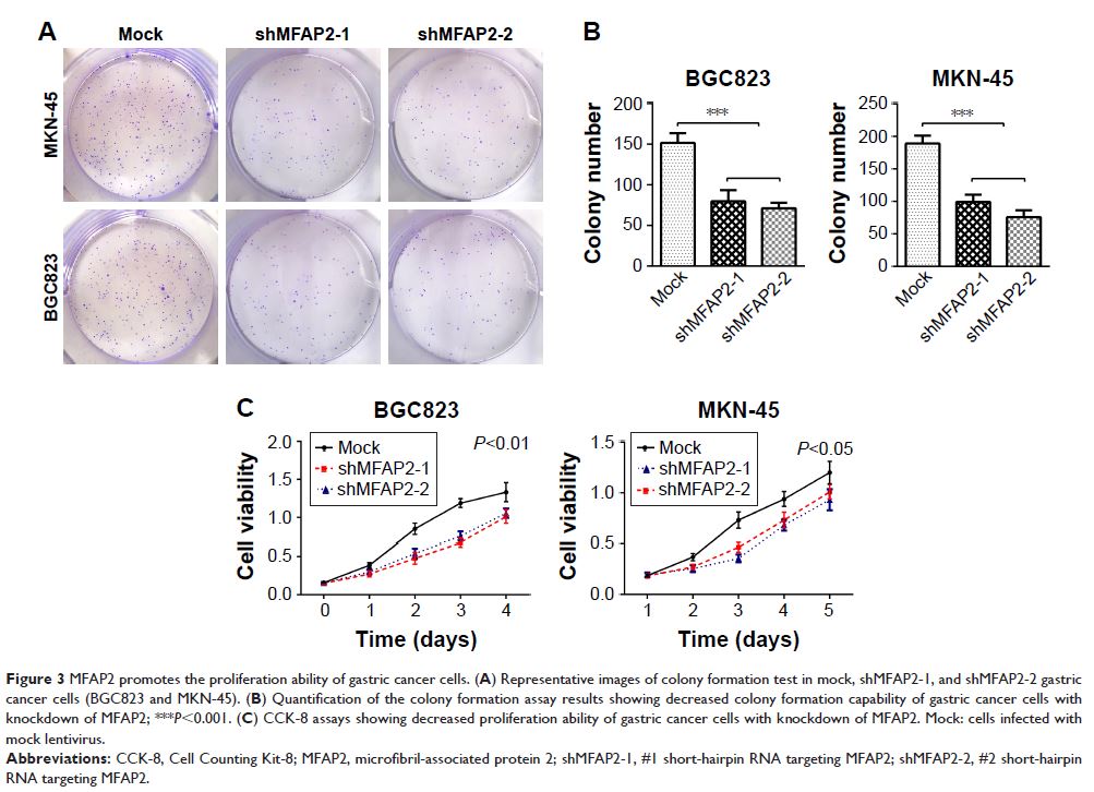 Figure 3 MFAP2 promotes the proliferation ability of gastric cancer cells...