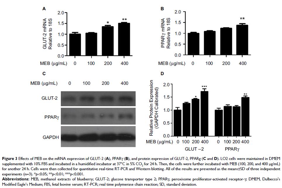 Figure 3 Effects of MEB on the mRNA expression of GLUT-2...