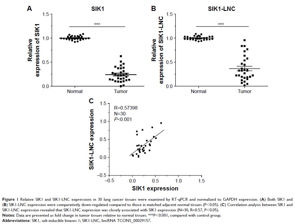 Figure 1 Relative SI K1 and SI K1-LNC expressions in 30 lung cancer tissues were examined...