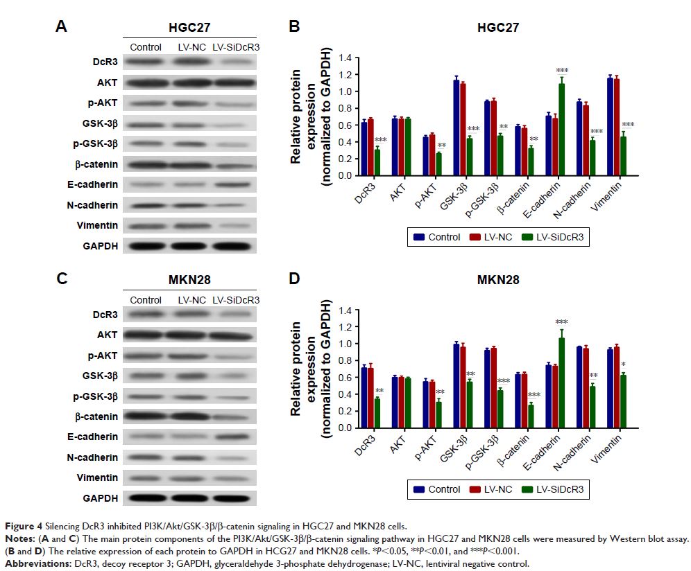Figure 4 Silencing DcR3 inhibited PI3K/Akt/GS K-3β/β-catenin signaling in HGC 27 and MKN28 cells.