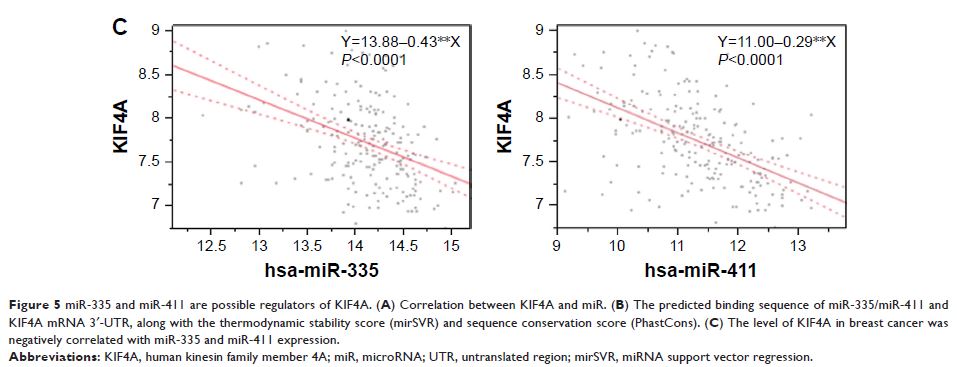 Figure 5 miR-335 and miR-411 are possible regulators of KIF4A...