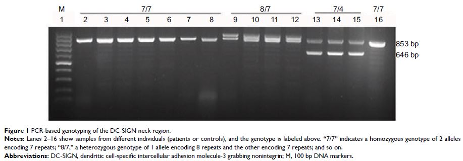 Figure 1 PCR-based genotyping of the DC-SIGN neck region.