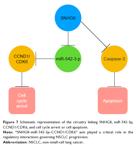 Figure 7 Schematic representation of the circuitry linking SNHG8...