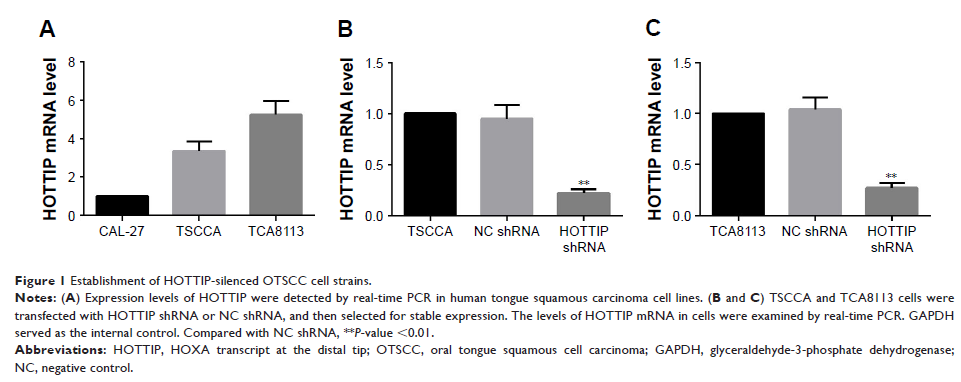 Figure 1 Establishment of HOTTIP-silenced OTSCC cell strains.