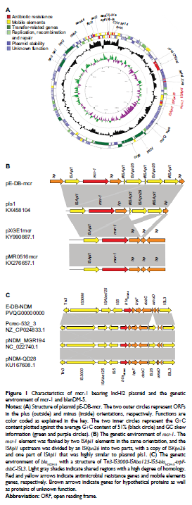 Figure 1 Characteristics of mcr-1 bearing IncHI2 plasmid and the genetic environment of mcr-1 and blanDM-5.