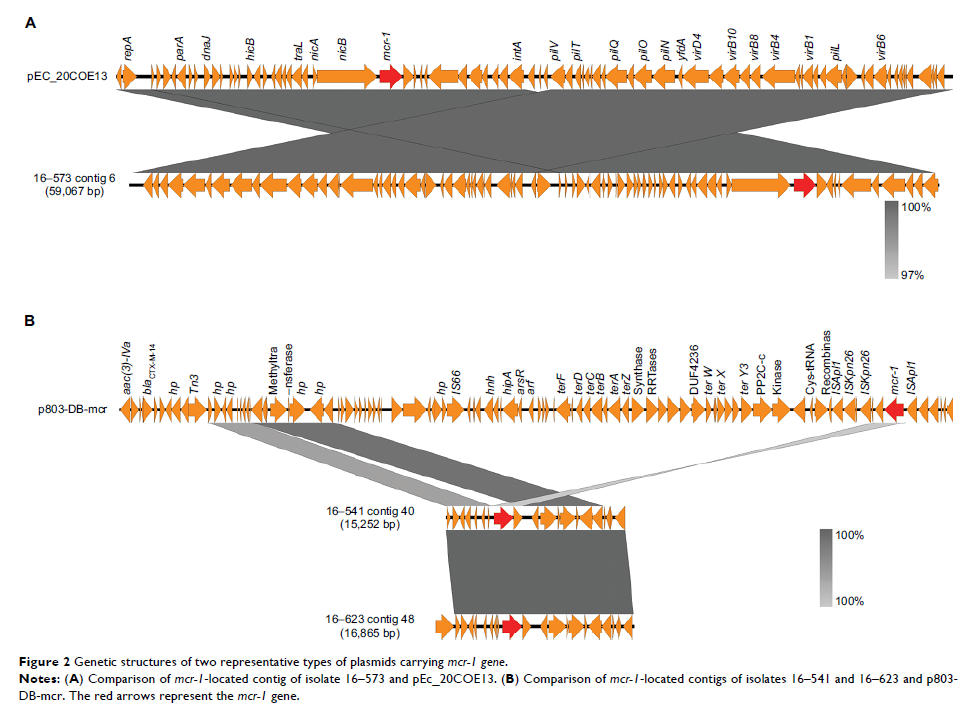 Figure 2 Genetic structures of two representative types of plasmids carrying mcr-1 gene.