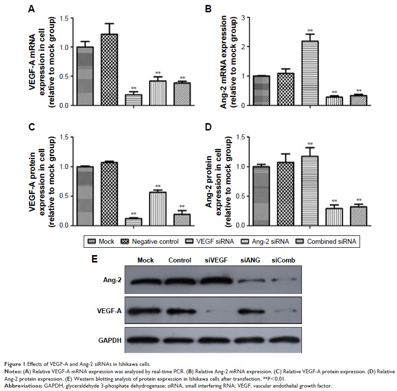 Figure 1 Effects of VEGF-A and Ang-2 siRNAs in Ishikawa cells.