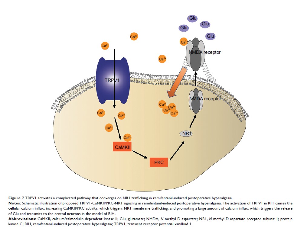 Figure 7 TRPV1 activates a complicated pathway that converges on NR1...