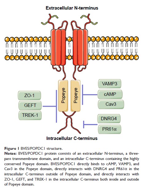 Figure 1 BVES/POPDC1 structure.
