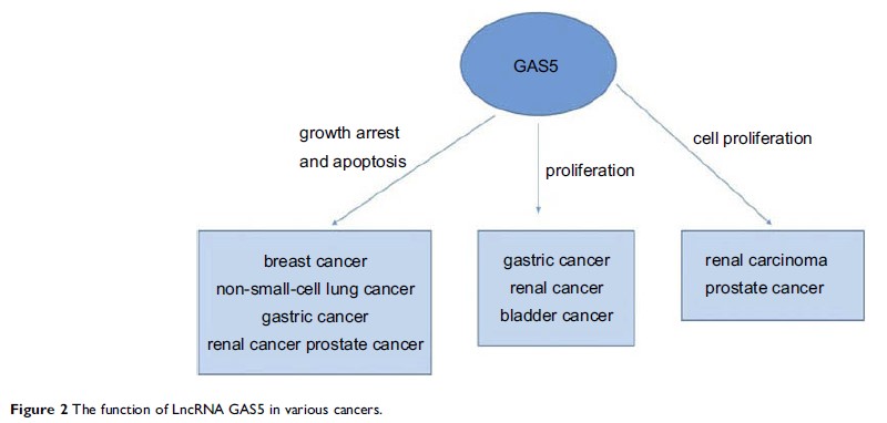 Figure 2 The function of LncRNA GAS5 in various cancers.