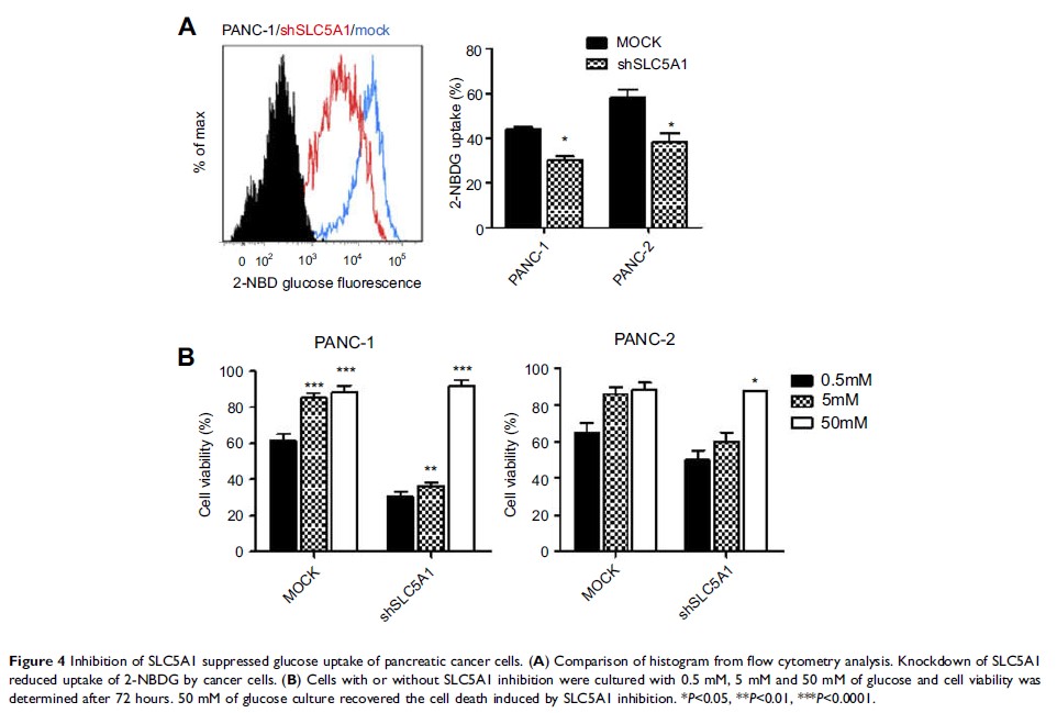 Figure 4 Inhibition of SLC5A1 suppressed glucose uptake of pancreatic cancer cells...