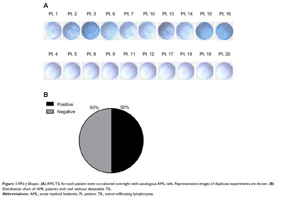 Figure 1 IFN-γ Elispot. (A) AMLTIL for each patient were co-cultured overnight with...