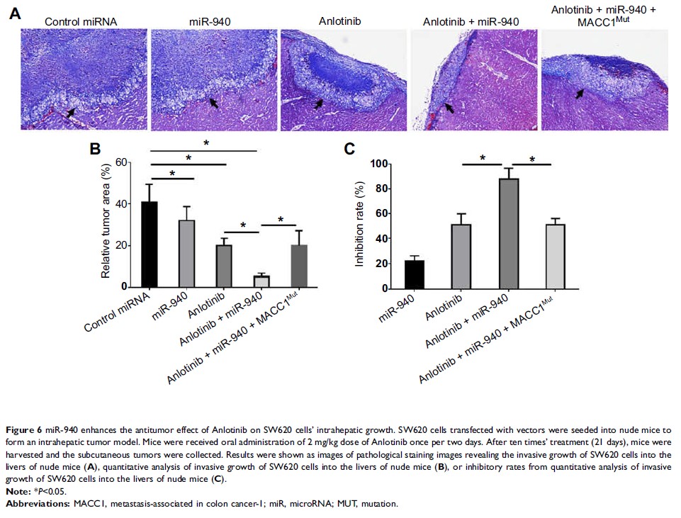 Figure 6 miR-940 enhances the antitumor effect of Anlotinib on SW620 cells’ intrahepatic growth...