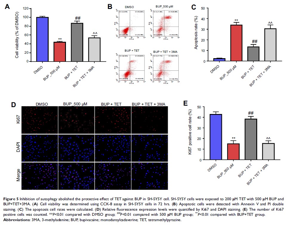 Figure 5 Inhibition of autophagy abolished the protective effect of TET against BUP in...