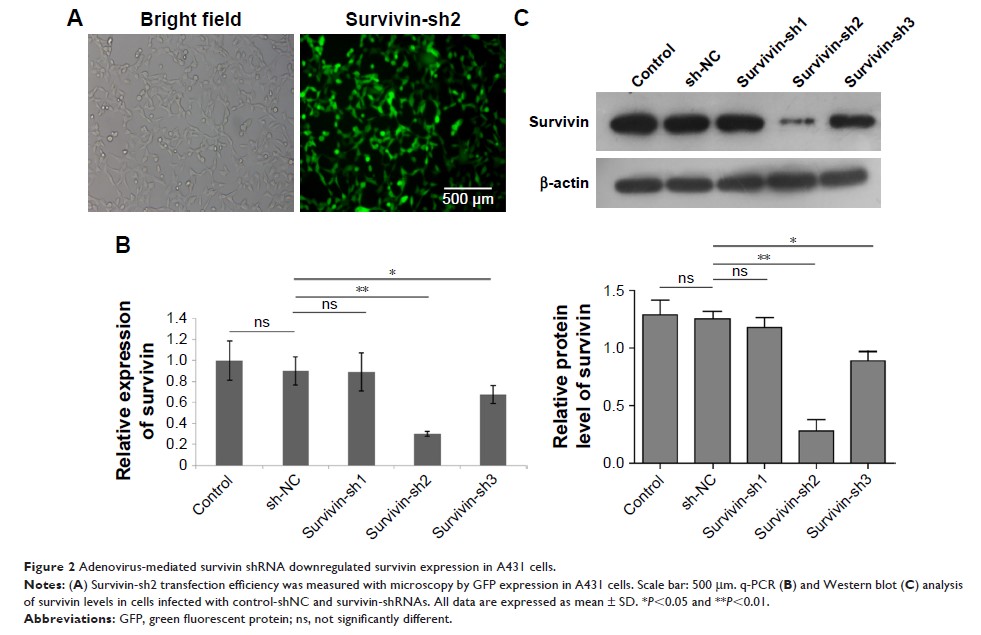 Figure 2 Adenovirus-mediated survivin shRNA downregulated survivin expression in A431 cells.