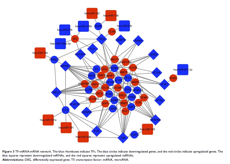 Figure 3 TF-miRNA-mRNA network. The blue rhombuses indicate TFs...