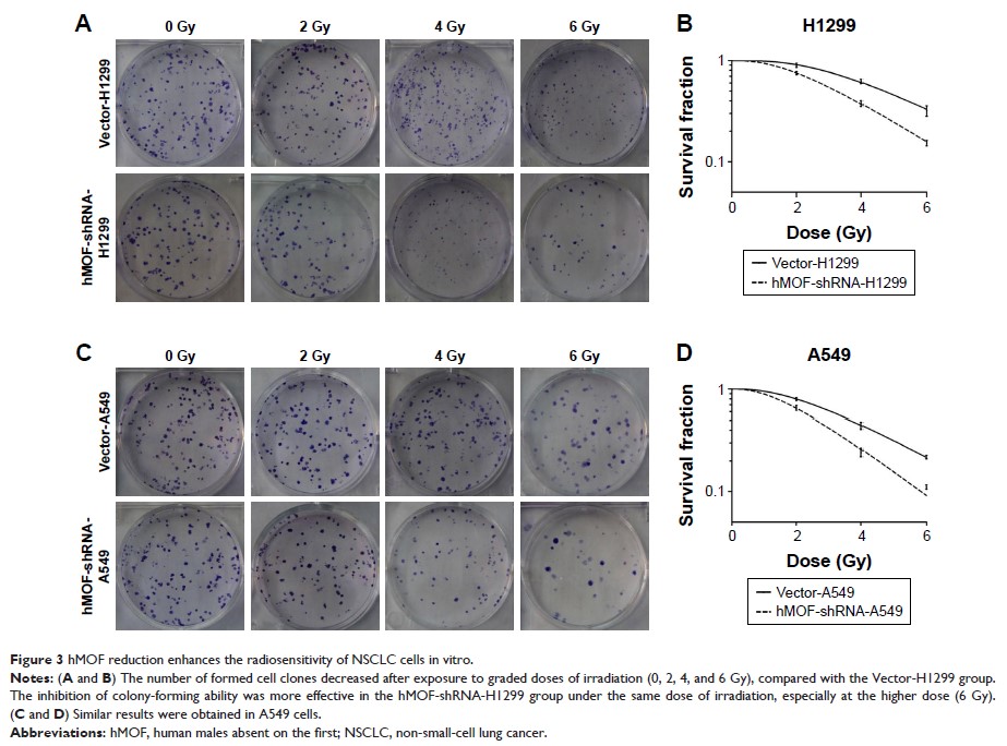 Figure 3 hMOF reduction enhances the radiosensitivity of NSCLC cells in vitro.