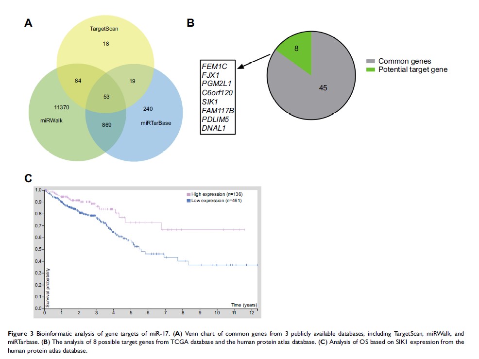 Figure 3 Bioinformatic analysis of gene targets of miR-17. (A) Venn chart of common genes from...