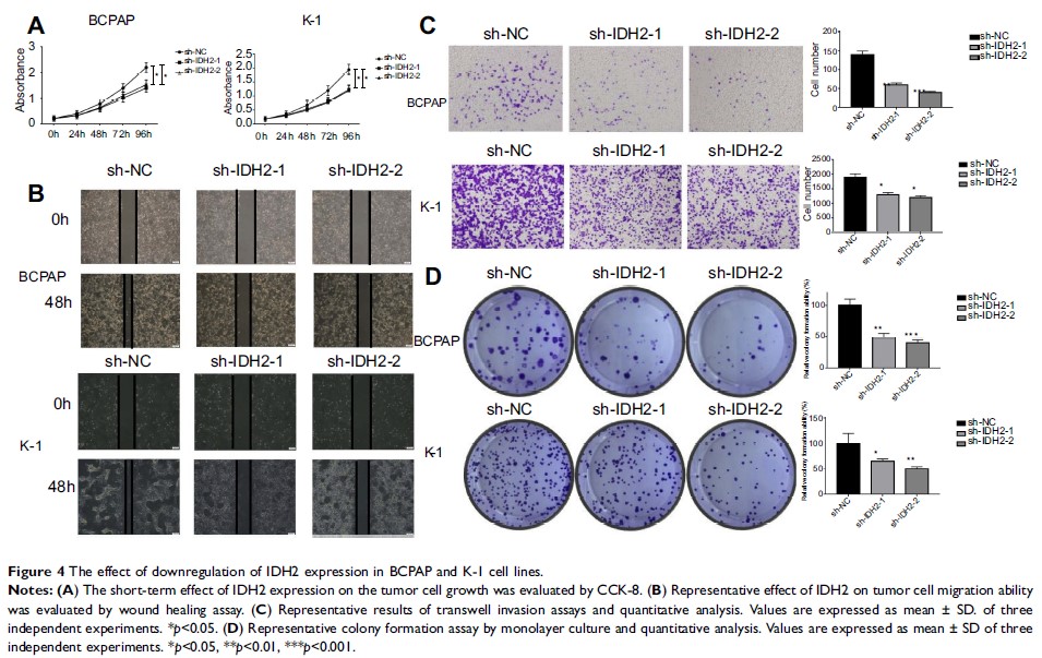 Figure 4 The effect of downregulation of IDH2 expression in BCPAP and K-1 cell lines.