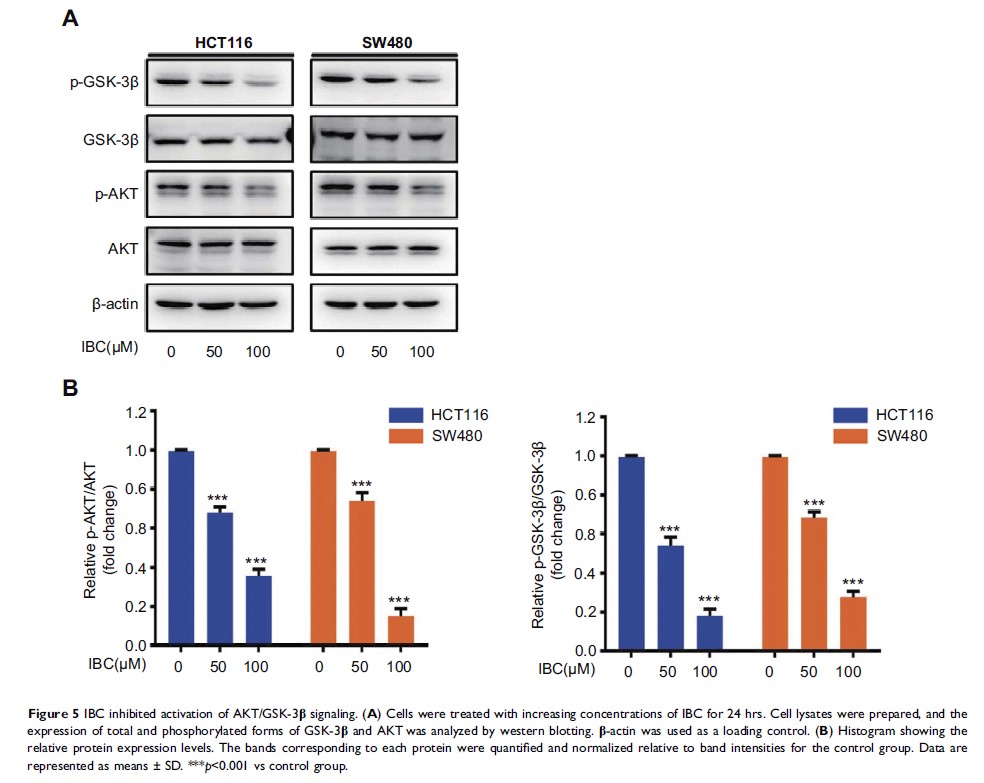 Figure 5 IBC inhibited activation of AKT/GSK-3β signaling...