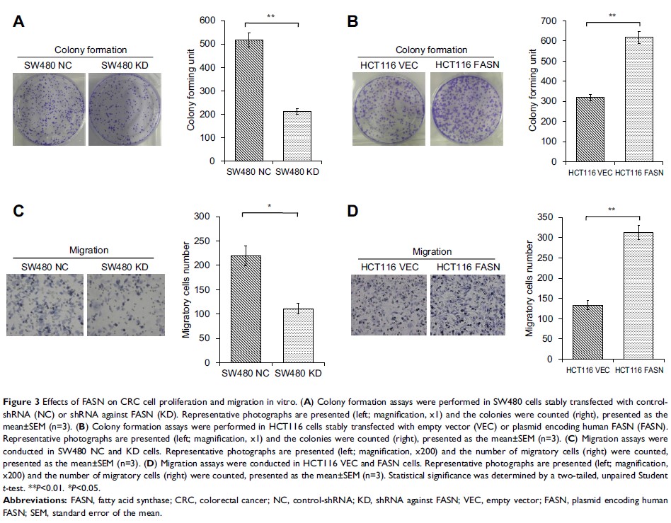 Figure 3 Effects of FASN on CRC cell proliferation and migration in vitro...