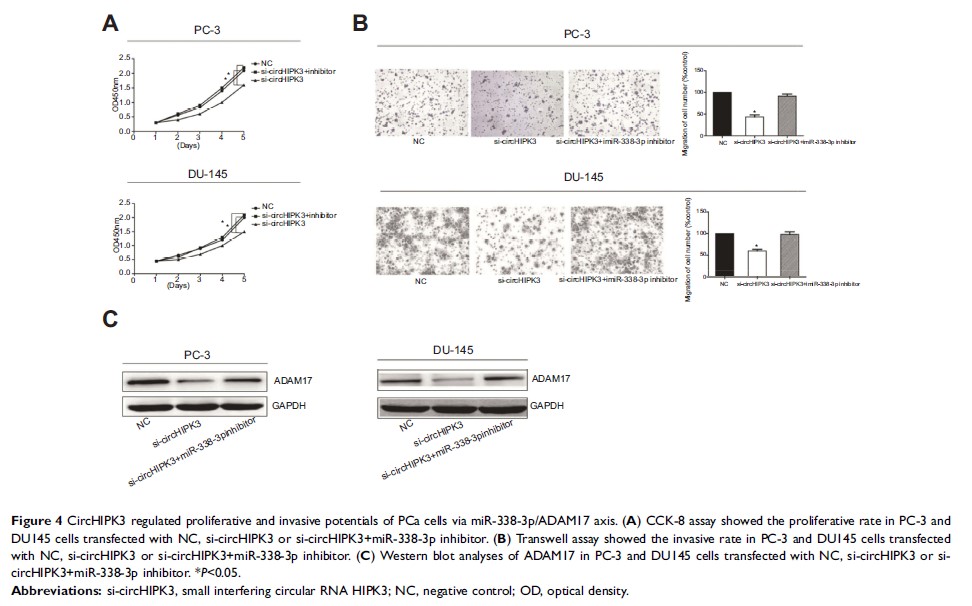 Figure 4 CircHIPK3 regulated proliferative and invasive potentials of PCa cells via...