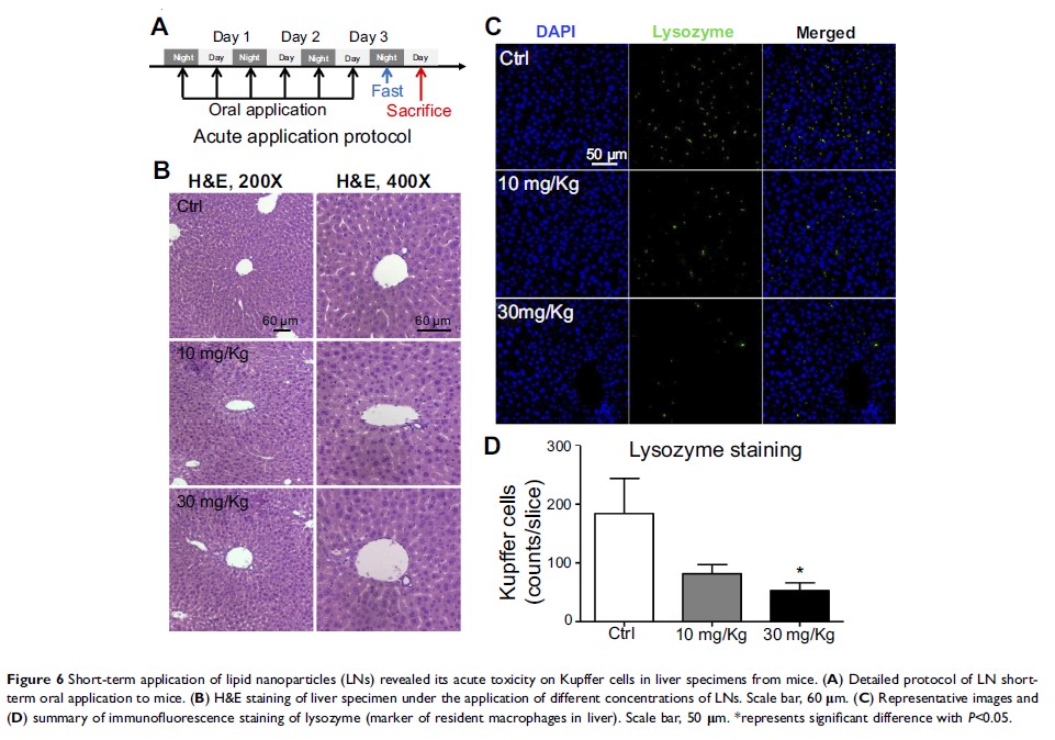 Figure 6 Short-term application of lipid nanoparticles (LNs) revealed its acute toxicity on...