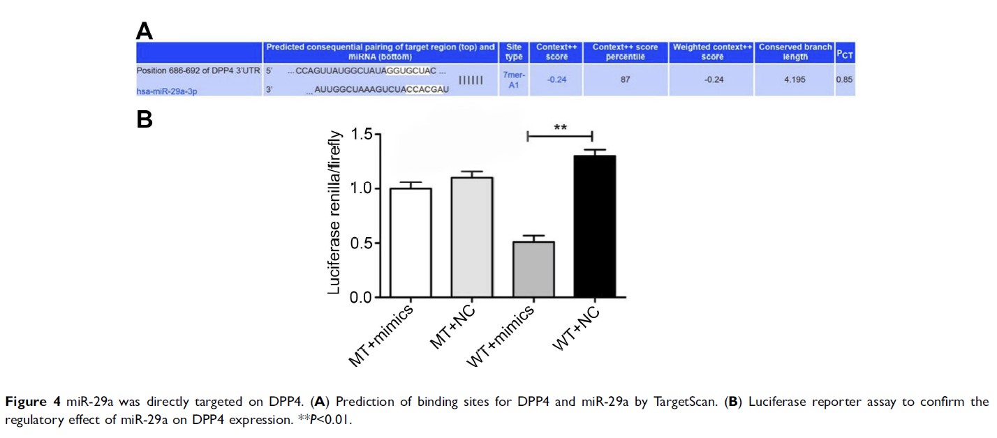 Figure 4 miR-29a was directly targeted on DPP4...