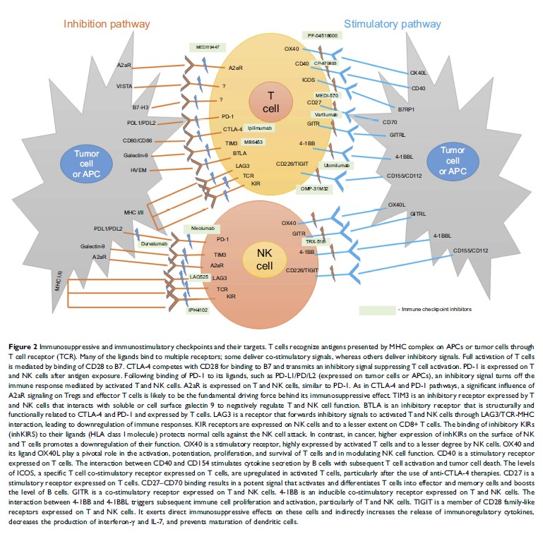 Figure 2 Immunosuppressive and immunostimulatory checkpoints and their targets...