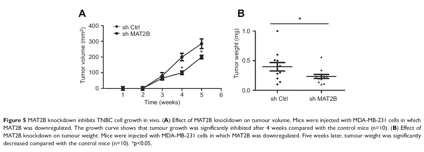 Figure 5 MAT2B knockdown inhibits TNBC cell growth in vivo...