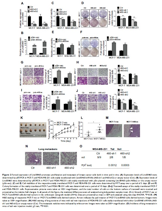 Figure 2 Forced expression of Linc00460 promotes proliferation and...