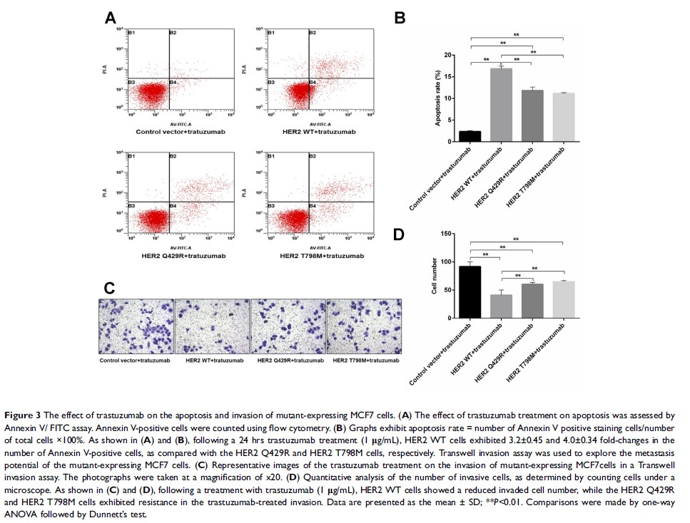 Figure 3 The effect of trastuzumab on the apoptosis and invasion of mutant-expressing MCF7 cells...