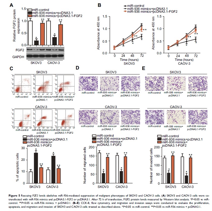 Figure 5 Rescuing FGF2 levels abolishes miR-936-mediated suppression of...