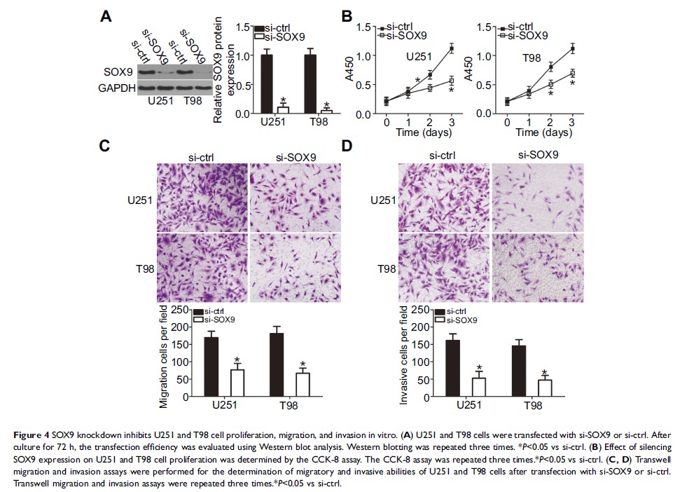 Figure 4 SOX9 knockdown inhibits U251 and T98 cell proliferation, migration, and...