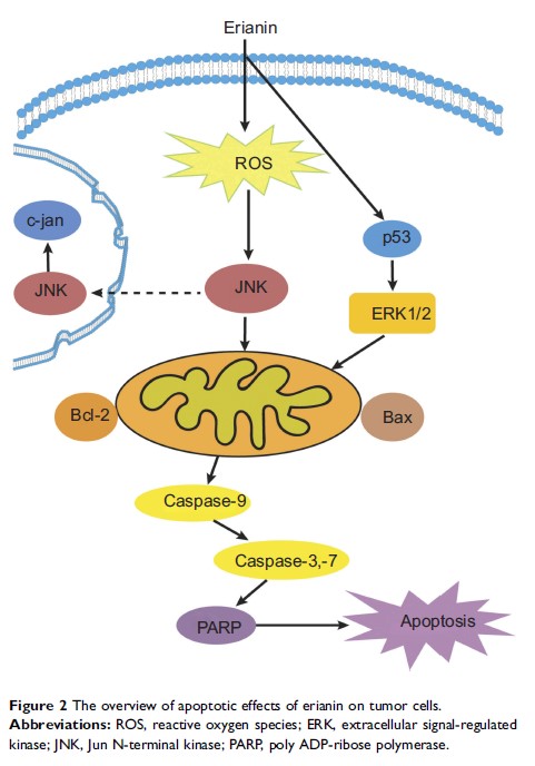Figure 2 The overview of apoptotic effects of erianin on tumor cells.