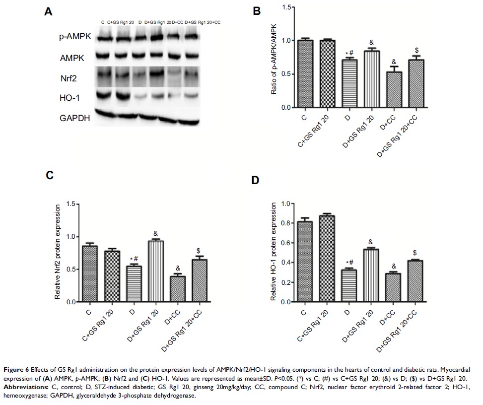 Figure 6 Effects of GS Rg1 administration on the protein expression levels of...