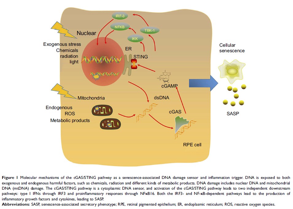 Figure 1 Molecular mechanisms of the cGAS/STING pathway as a senescence-associated...