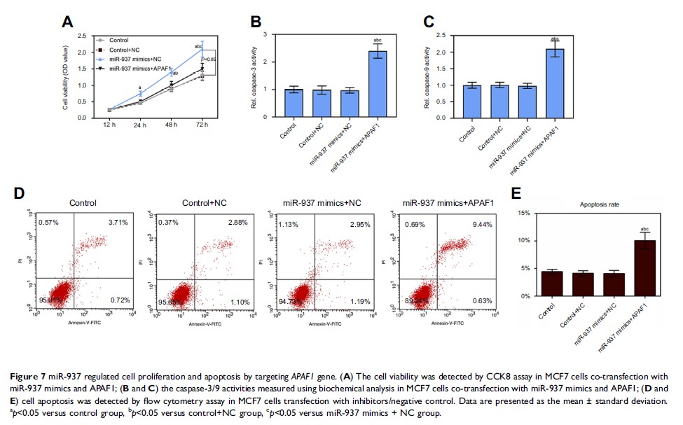 Figure 7 miR-937 regulated cell proliferation and apoptosis by targeting APAF1 gene...