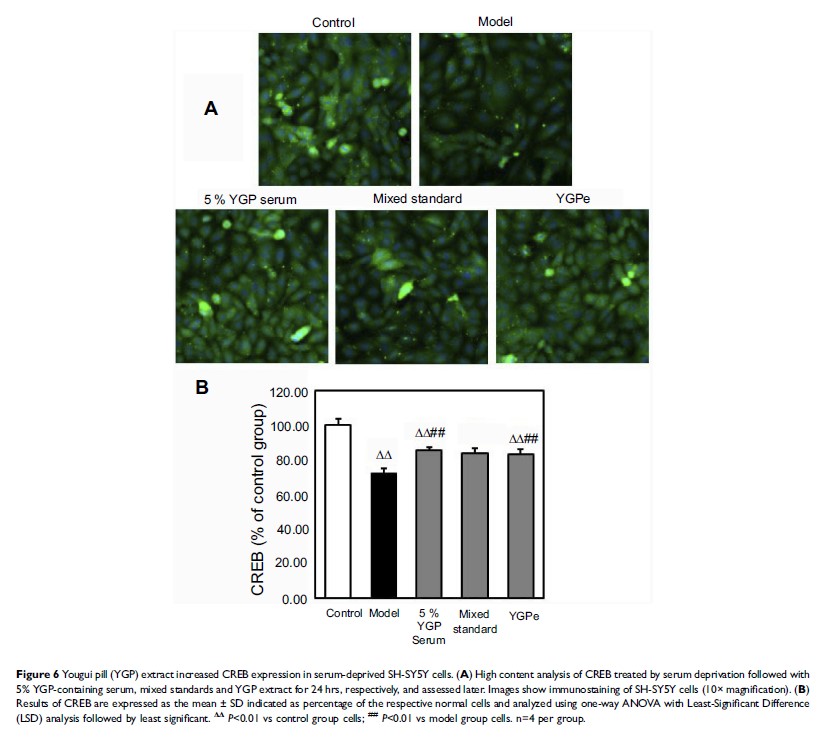 Figure 6 Yougui pill (YGP) extract increased CREB expression in...