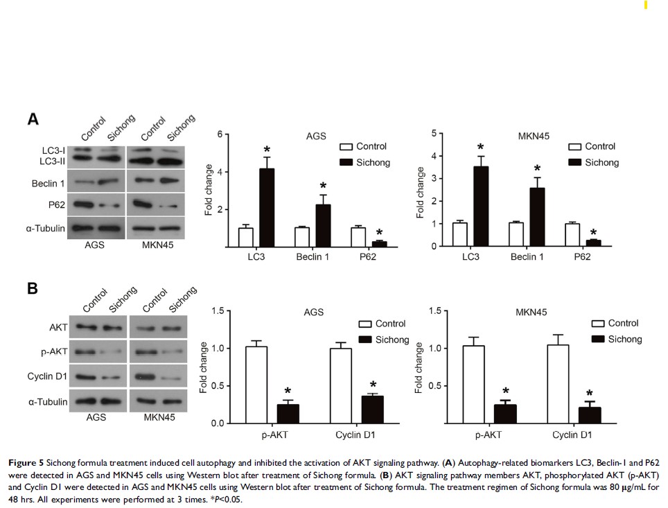 Figure 5 Sichong formula treatment induced cell autophagy and...
