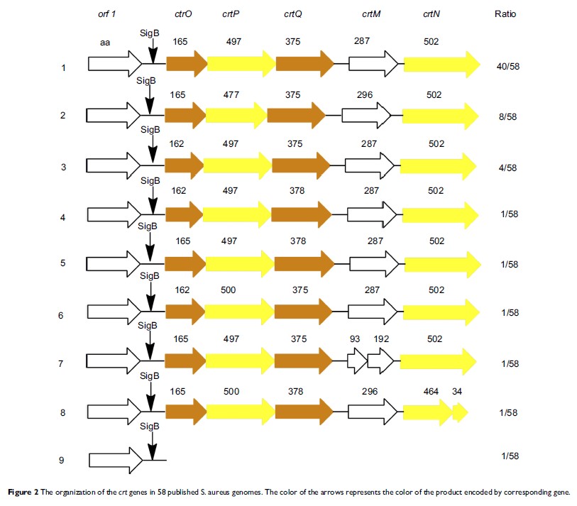 Figure 2 The organization of the crt genes in 58 published S. aureus genomes...