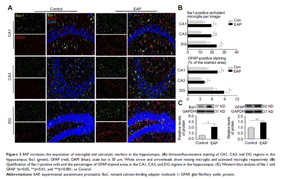 Figure 3 EAP increases the expression of microglial and astrocytic markers in the hippocampus...