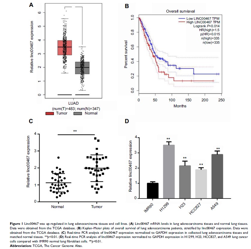 Figure 1 Linc00467 was up-regulated in lung adenocarcinoma tissues and cell lines...