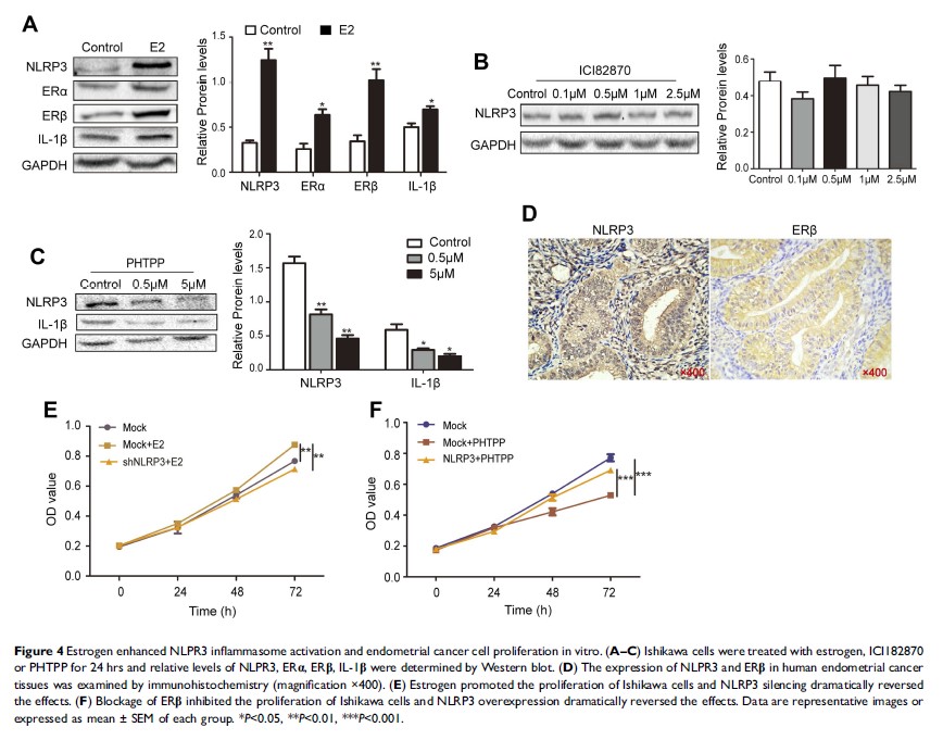 Figure 4 Estrogen enhanced NLPR3 inflammasome activation and...
