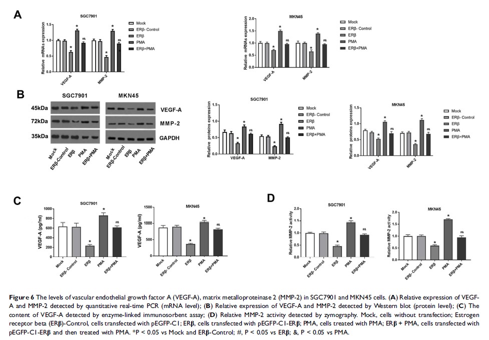 Figure 6 The levels of vascular endothelial growth factor A (VEGF-A), matrix metalloproteinase 2 (MMP-2) in SGC7901 and...