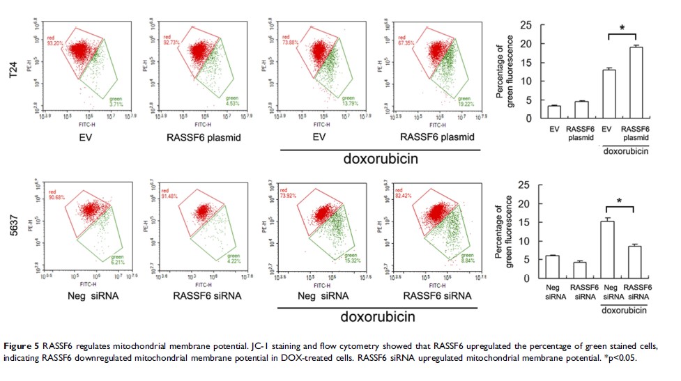 Figure 5 RASSF6 regulates mitochondrial membrane potential...